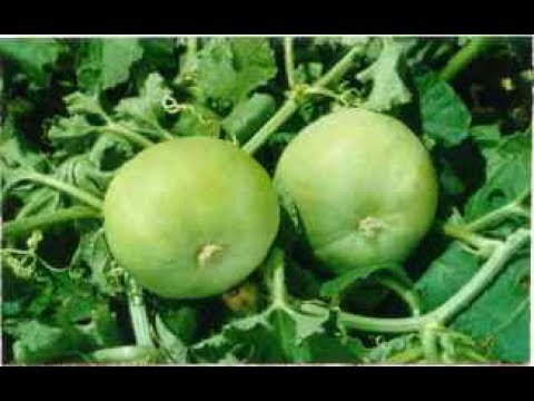 How to Grow Tiendas to your terrace for natural greens and herbs.Image Source Youtube
